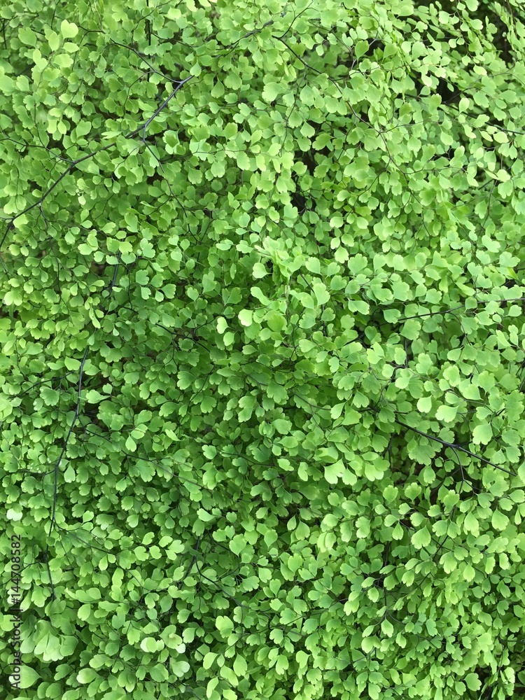 一面緑 一面緑