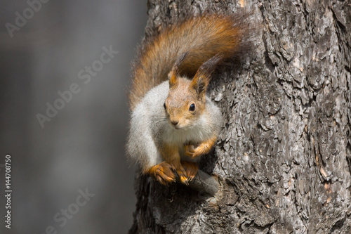 squirrel on a tree © alexbush