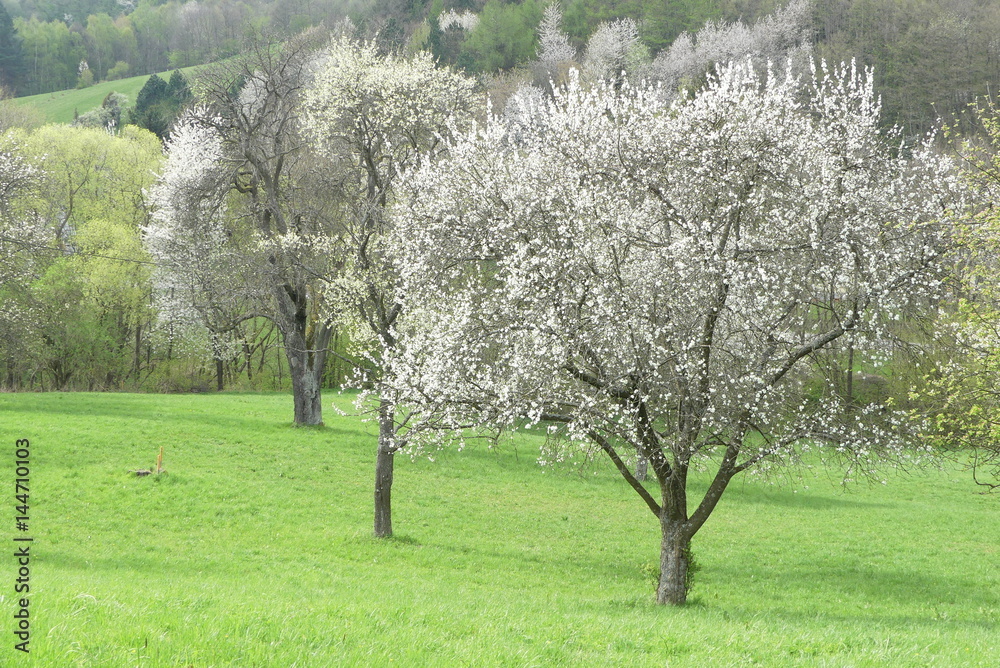 Naklejka premium Obstbaumblüte