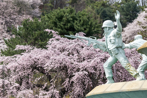 Photography seoul national cemetery under cherry blossoms