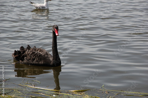 Black Swan 1