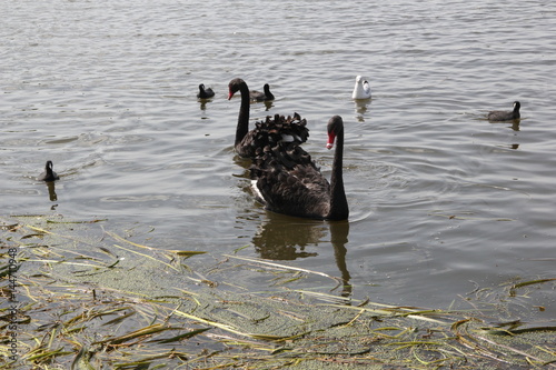 Black Swan 2