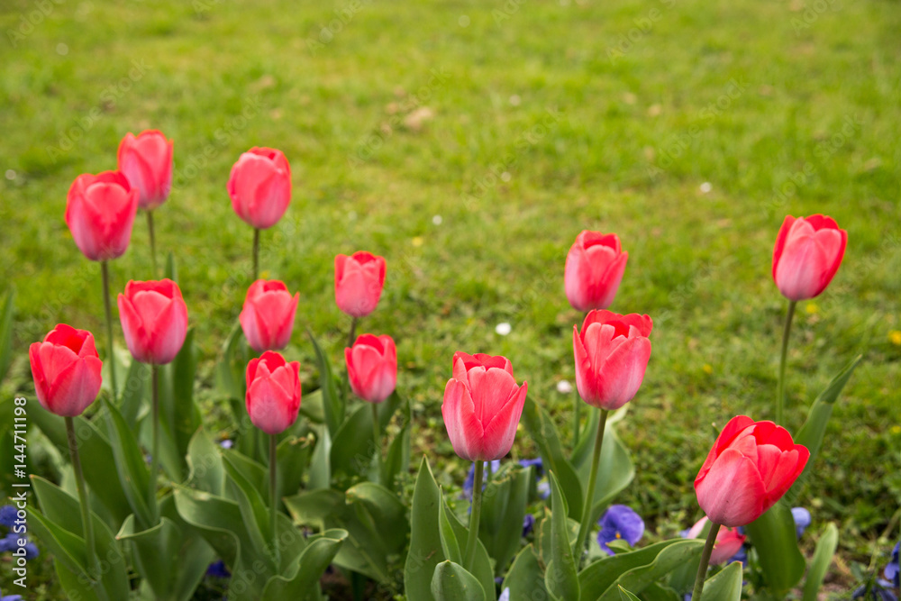 colorful tulips. tulips in spring colourful tulip. colorful tulips. tulips in spring colourful tulip.