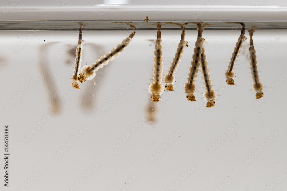 Naklejka premium gnats; mosquitoes; larvae,Mosquito larvae in dirty water