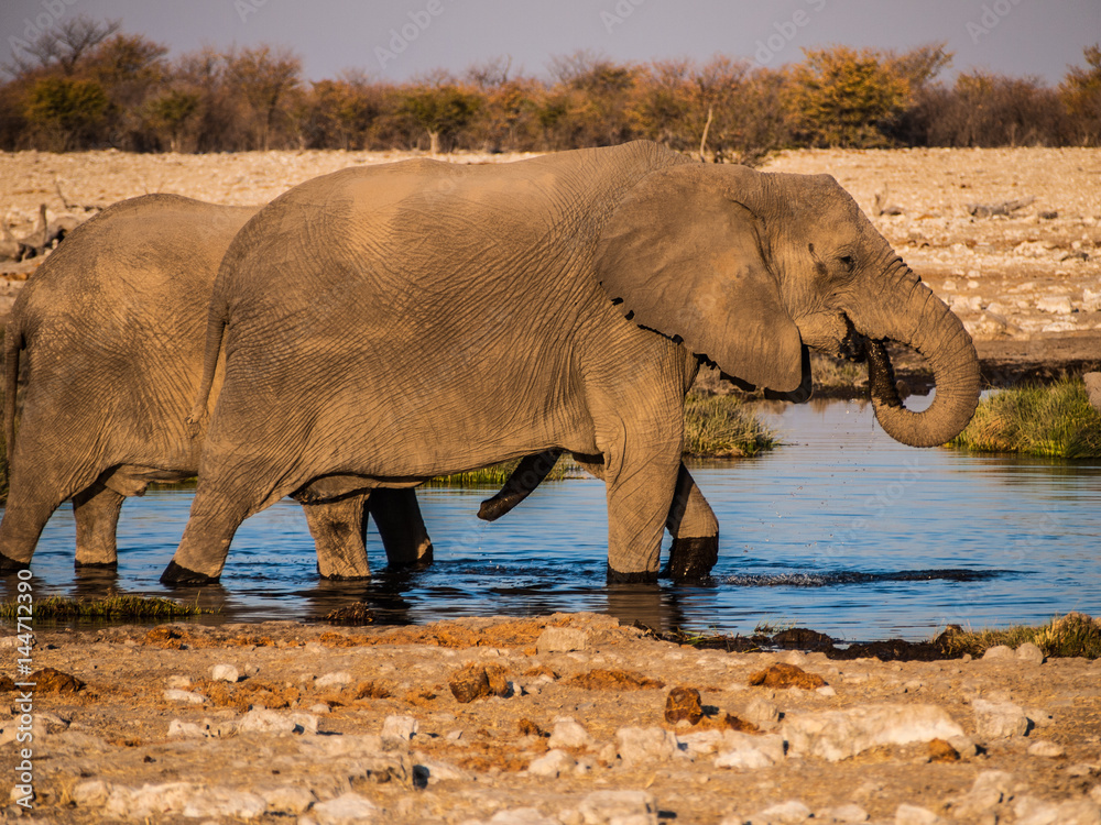 Fototapeta premium Elephants in the Etosha National Park, Namibia