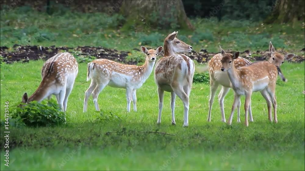 beautiful young fallow deer in a wildlife park
beautiful young fallow deer in a wildlife park