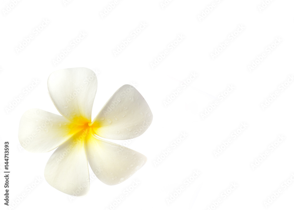 white plumeria on white background white plumeria on white background