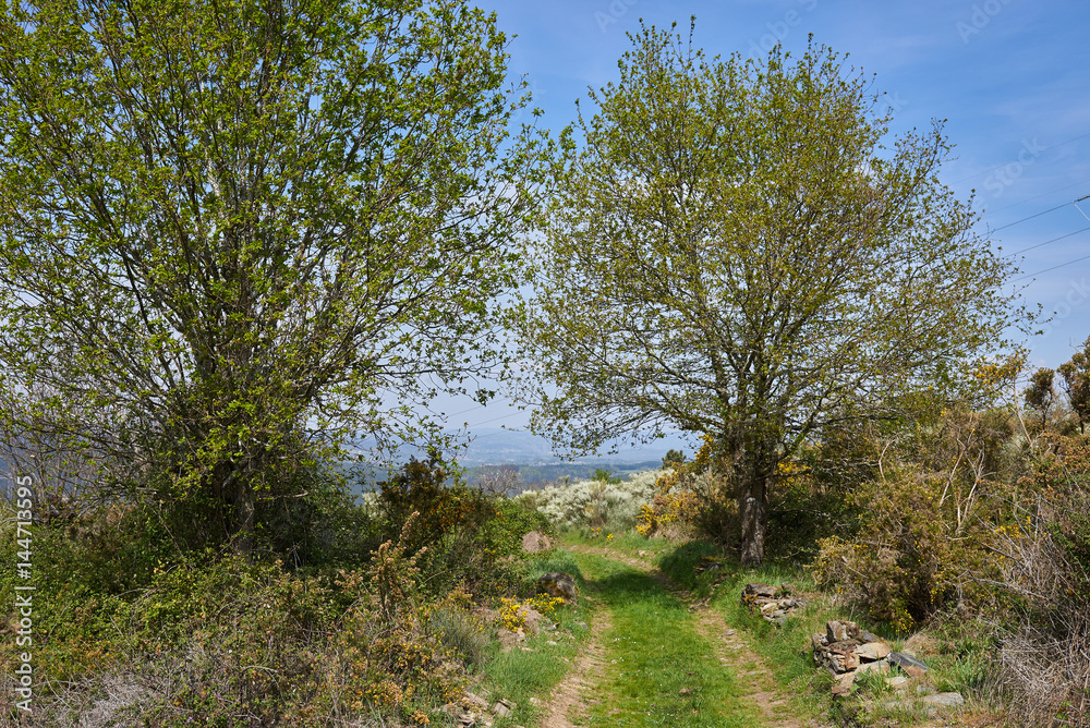 Camino de carros entre dos árboles en Galicia