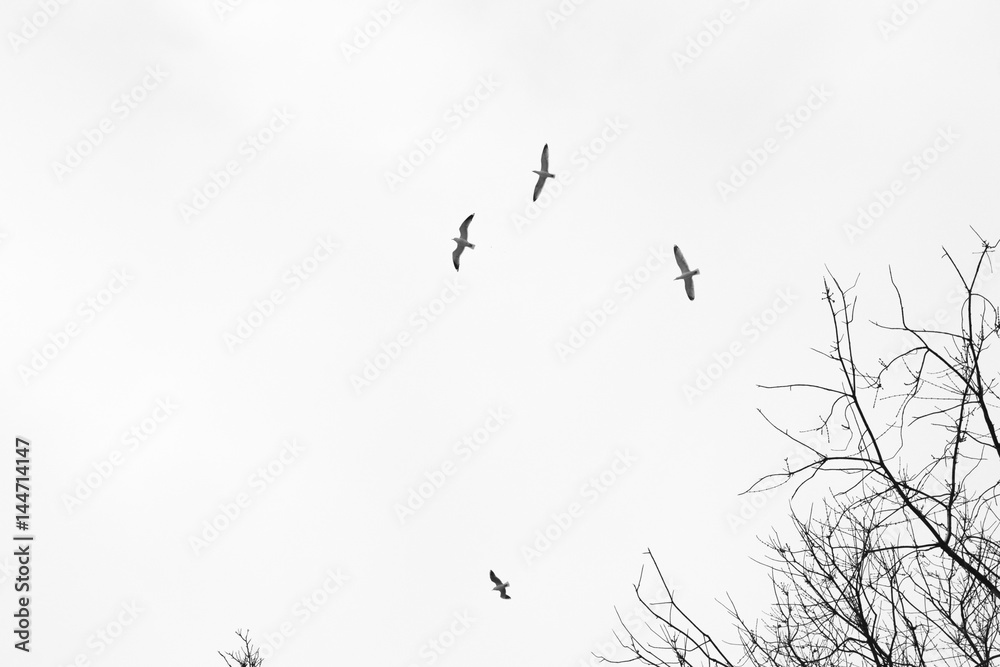 Fototapeta premium Himmel Bäume Vögel