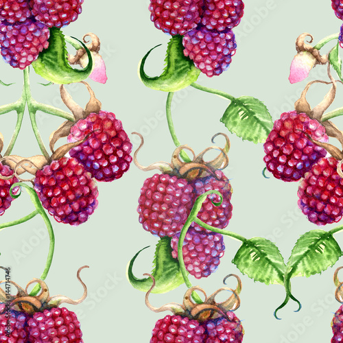 Fototapeta Naklejka Na Ścianę i Meble -  Raspberry and blackberries on a branch. Isolated on white background