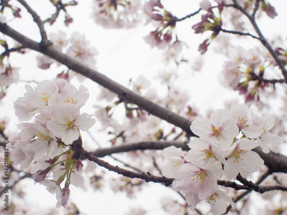 桜　滋賀