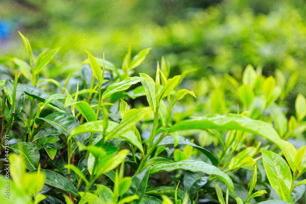 Green tea leaves background
