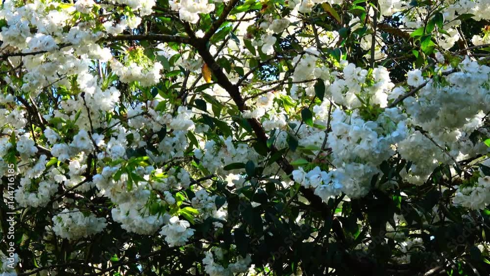 Spring Blossoms Spring Blossoms