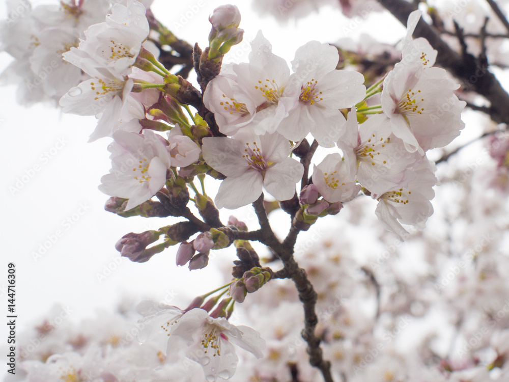 Obraz premium 桜 滋賀