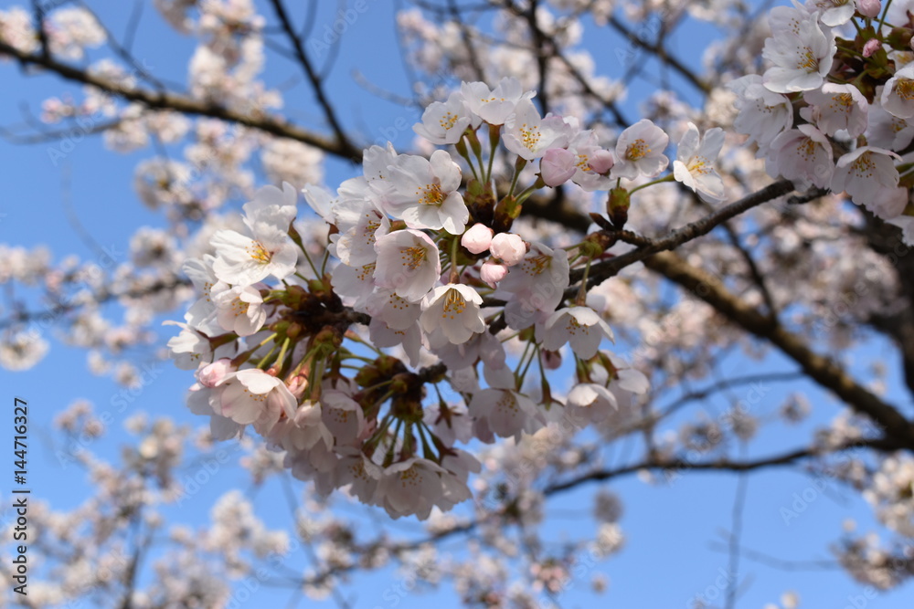 Fototapeta premium 桜の花と青空