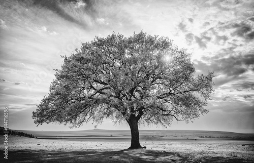 Beautiful and old Oak at the sunset. Black and white image
