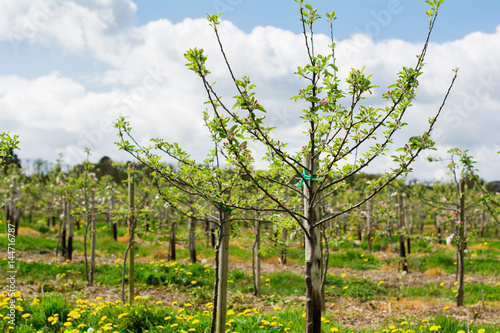 Wallpaper Mural Rows of new young apple trees planted in the orchard, Sussex, England, selective focus Torontodigital.ca