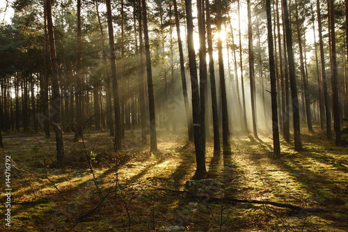 Promienny poranek w lesie © Magorzata