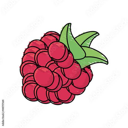 raspberry fruit harvest fresh vector illustration eps 10