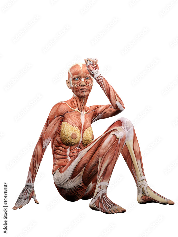 Female Muscle Anatomy Depressed And Exhausted 3d Illustration Stock Illustration Adobe Stock