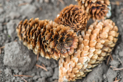 piny cones on the ground