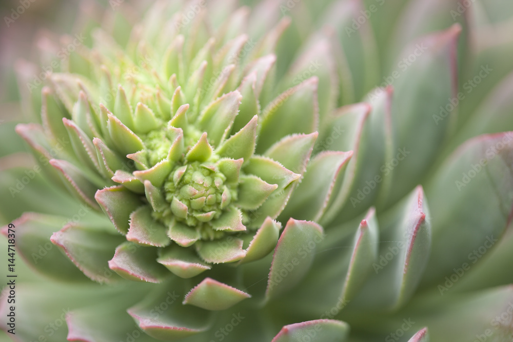 flora of Gran Canaria - Aeonium flora of Gran Canaria - Aeonium