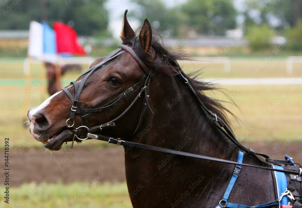 The horse's head in profile close-up. Rainy summer day, August. Head of a horse during a race closeup.