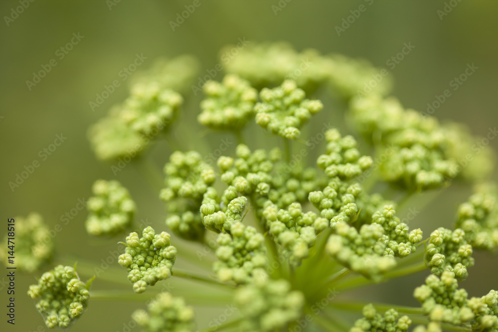 Obraz premium flora of Gran Canaria - Todaroa montana