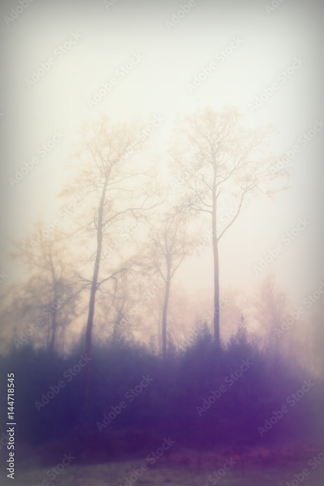 English woodland on a foggy misty morning English woodland on a foggy misty morning