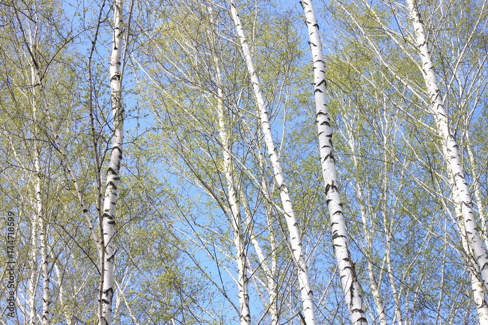 Fototapeta premium Trunks of birch trees in forest / birches in sunlight in spring / birch trees in bright sunshine / birch trees with white bark / beautiful landscape with white birches