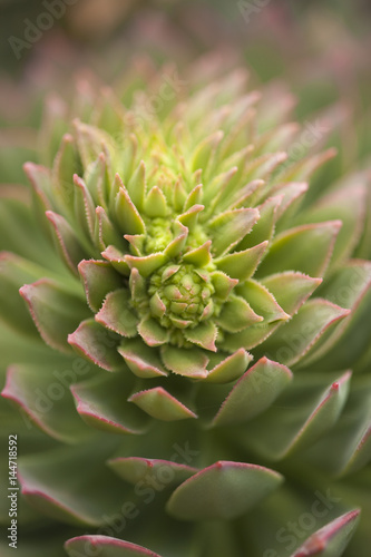flora of Gran Canaria - Aeonium