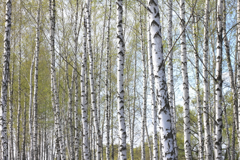 Fototapeta premium Trunks of birch trees in forest / birches in sunlight in spring / birch trees in bright sunshine / birch trees with white bark / beautiful landscape with white birches
