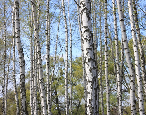 Trunks of birch trees in forest / birches in sunlight in spring / birch trees in bright sunshine / birch trees with white bark / beautiful landscape with white birches