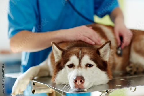 Canvas Print Medical treatment of sick husky dog in vet clinic
