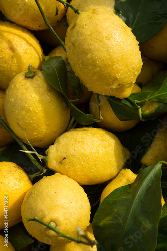 fresh water splashed lemons for sale in the morning market of Ortigia, Siracusa, Sicily