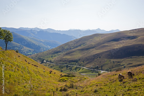 French mountain countryside landscape with curved road and grazing cows, France, Pyrenees