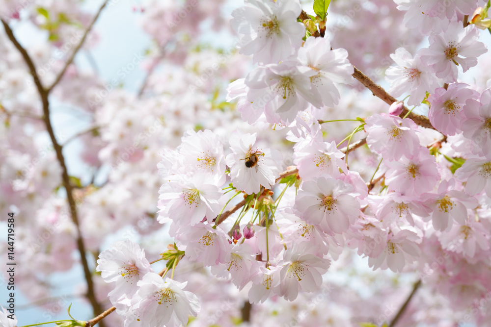 Flower ornamental cherry with spring atmosphere and blue sky Flower ornamental cherry with spring atmosphere and blue sky