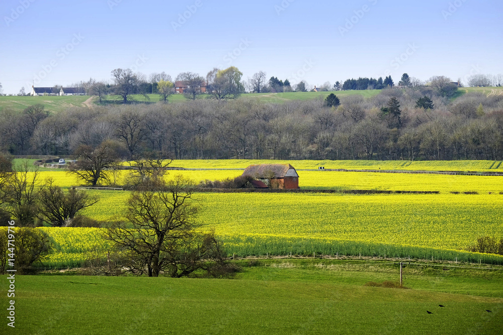 Fototapeta premium typical beautiful lush green english cotswold landscape 