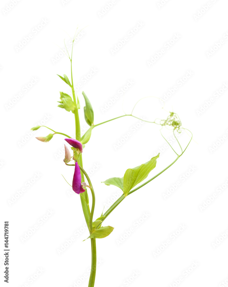 Lathyrus tingitanus,Tangier pea Lathyrus tingitanus,Tangier pea
