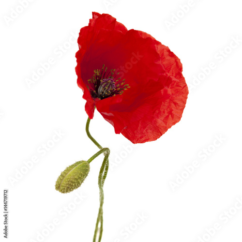 Fototapeta Naklejka Na Ścianę i Meble -  bright red poppy isolated on white