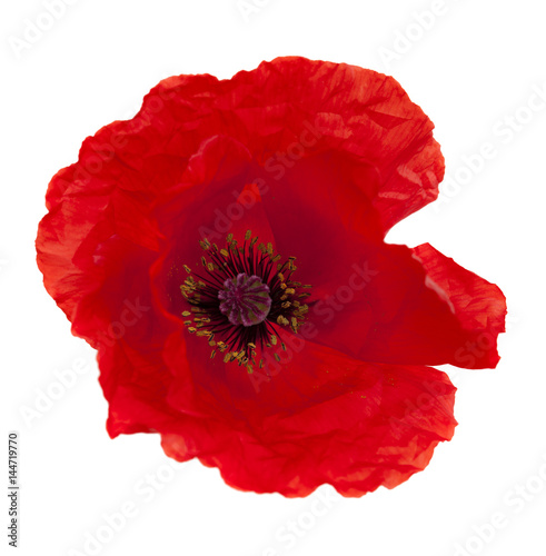 bright red poppy isolated on white
