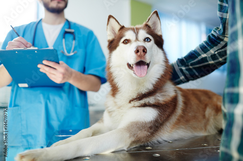 Husky dog lying on vet tabl...