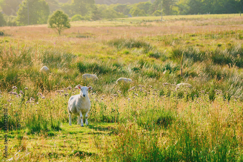 Sheep at a pasture in Scotland