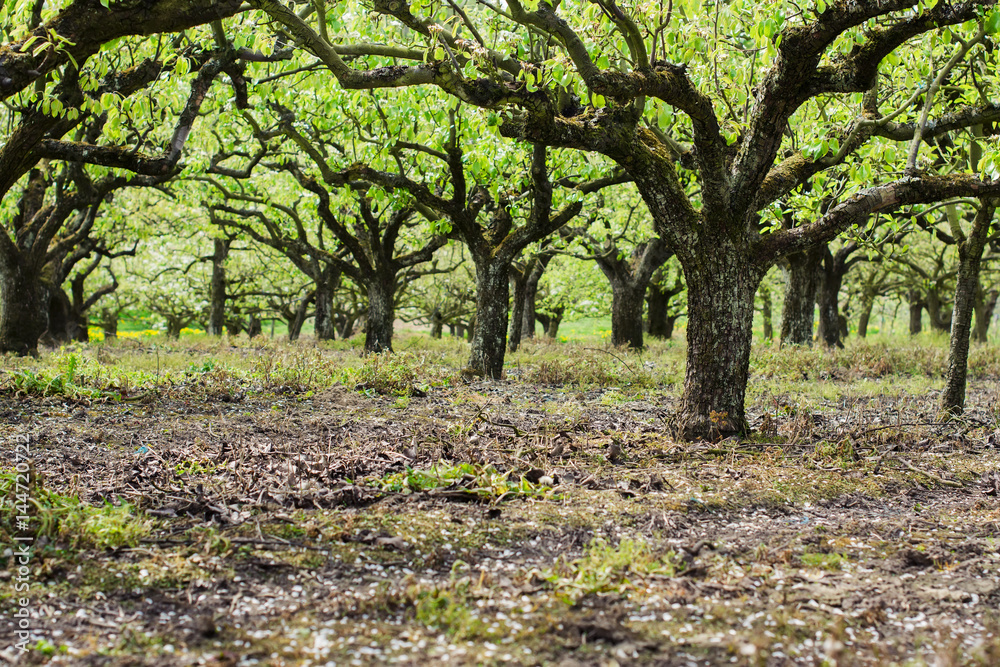 Beautiful pear trees in early spring, Sussex, England, selective focus