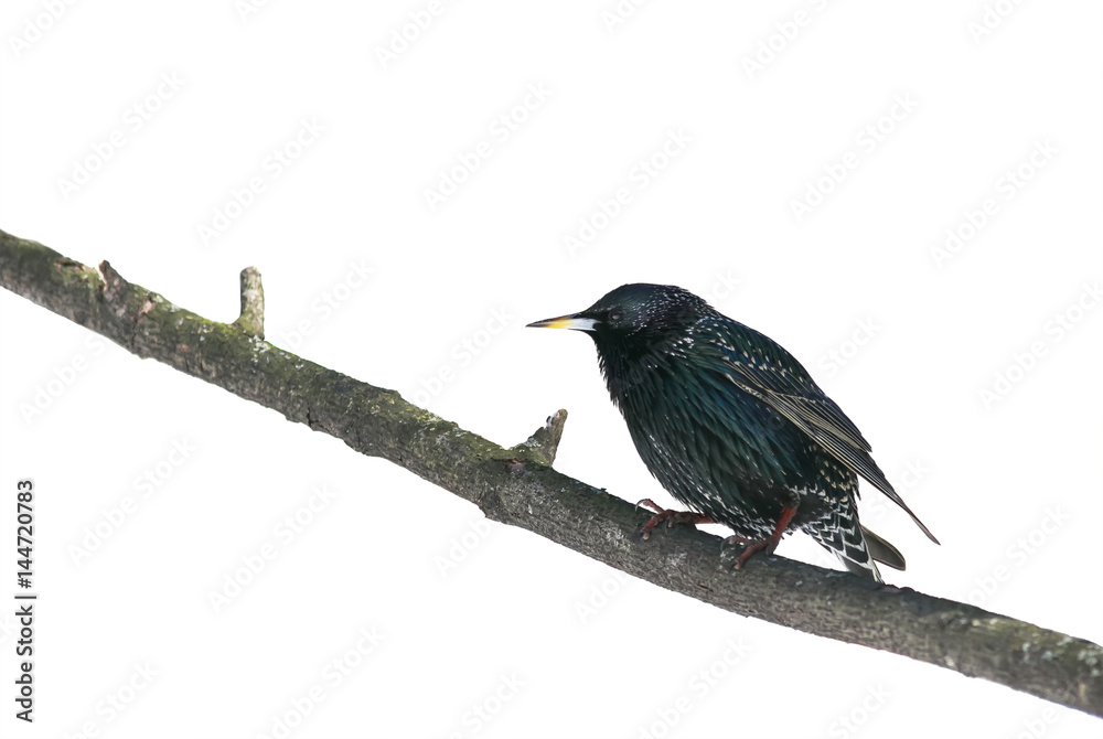 black bird is a Starling sitting on a branch on white isolated background black bird is a Starling sitting on a branch on white isolated background