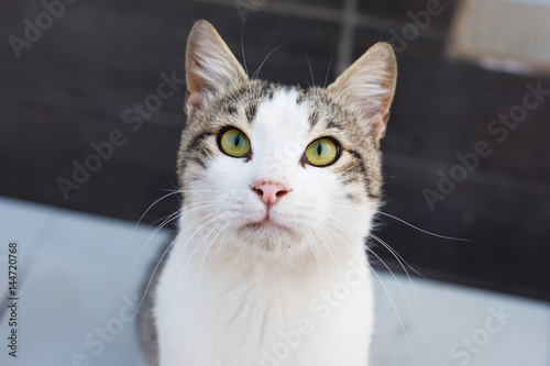 Fototapeta Naklejka Na Ścianę i Meble -  Cute cat outdoors