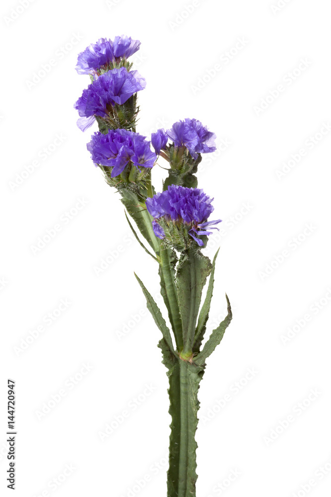 Statice flower isolated on white background Statice flower isolated on white background