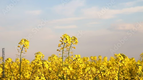 sarı kanola çiçekleri photo