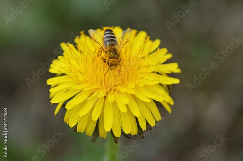 Bee nashed by dandelion