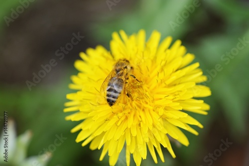 Bee nashed by dandelion